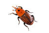 Red Palm Weevil Genome Project